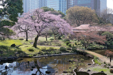 　東京で最も古い庭園『小石川後楽園』も近所にあり、情緒や文化を感じながらゆっくりと散歩をするのもおすすめ。